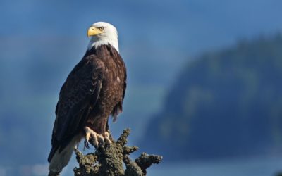 The Ego Has Landed – And The Eagle Has Taken Off